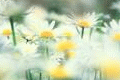 SZbVibya.gif