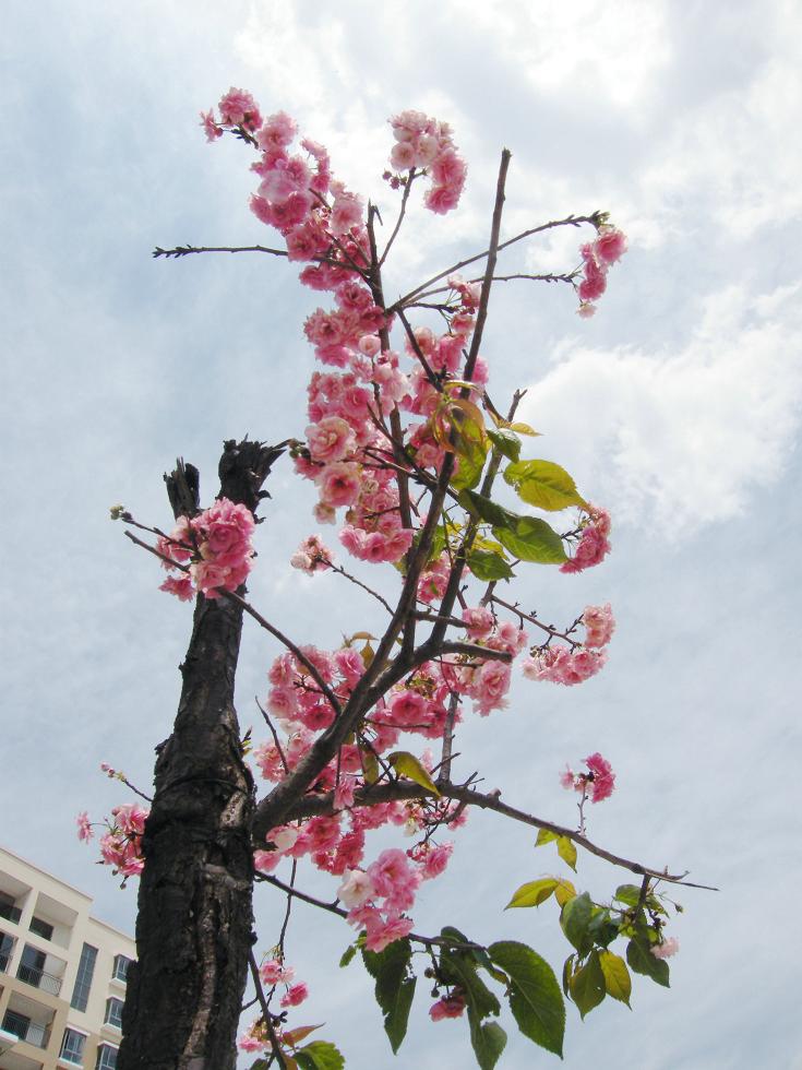 DSCF6273.JPG