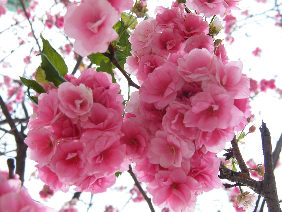 DSCF6295.JPG