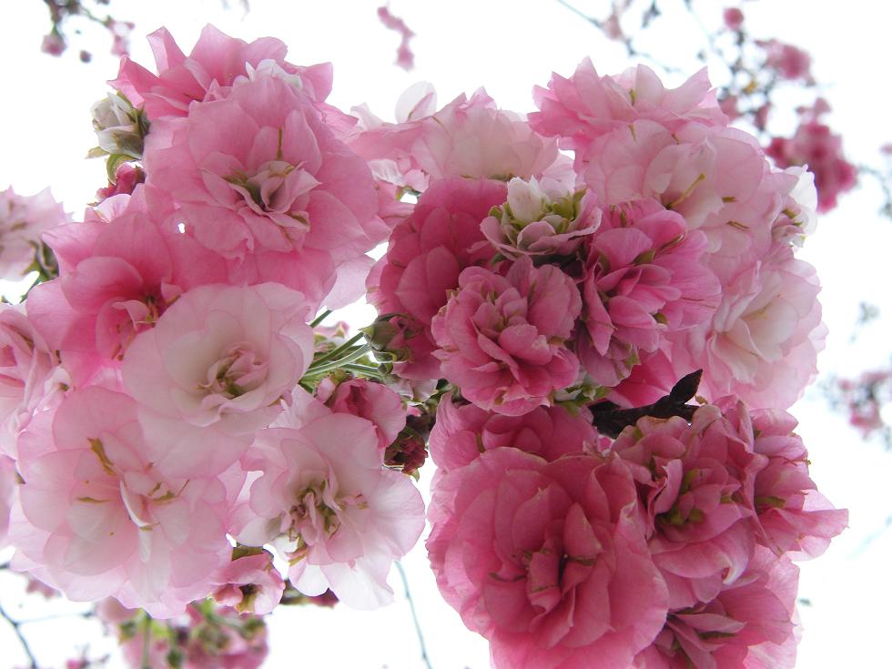 DSCF6261.JPG