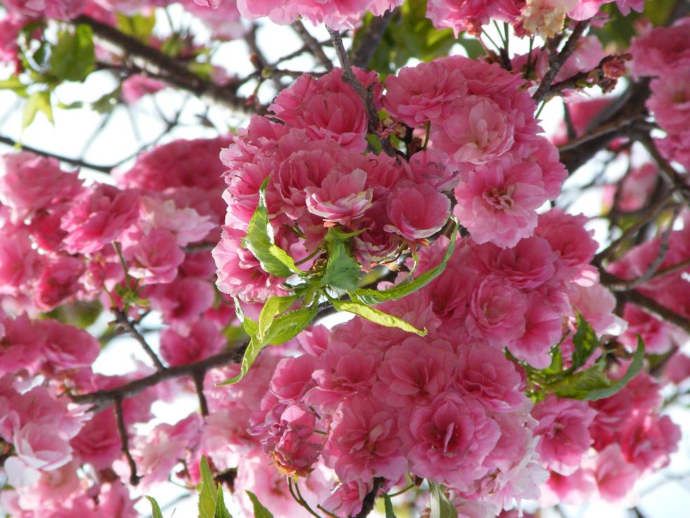 DSCF6234.JPG